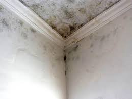 Reliable Jeffersonville, OH Mold Remediation Solutions